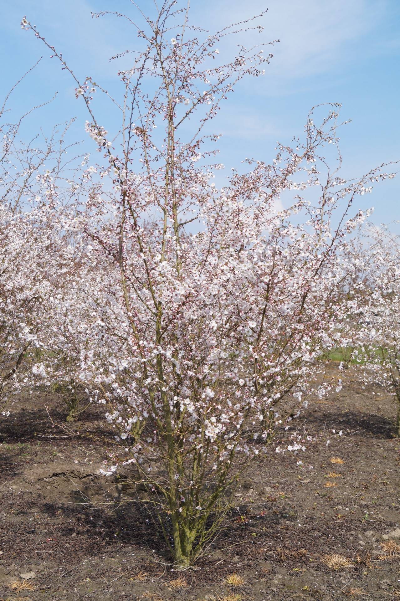 Prunus Hally Jolivette_03